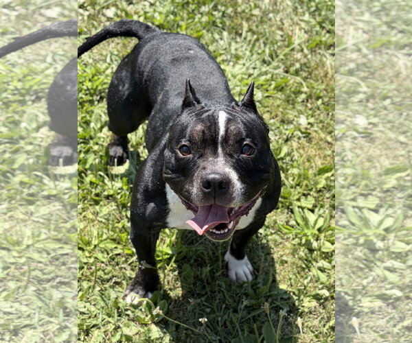 Medium Photo #2 Mutt Puppy For Sale in Jefferson, WI, USA