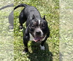 Small #1 Mutt