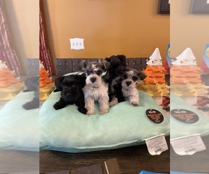 Schnauzer (Miniature) Puppy for sale in BRANDON, FL, USA