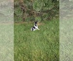 Small #4 Rat Terrier