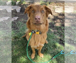 Weiser - Male Retriever -Unknown Mix Dog for Adoption - Photo #6