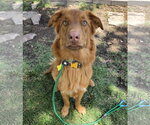 Small Photo #6 Retriever -Unknown Mix Puppy For Sale in Sandy, UT, USA