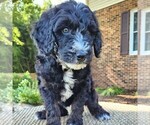Small #3 F2 Aussiedoodle