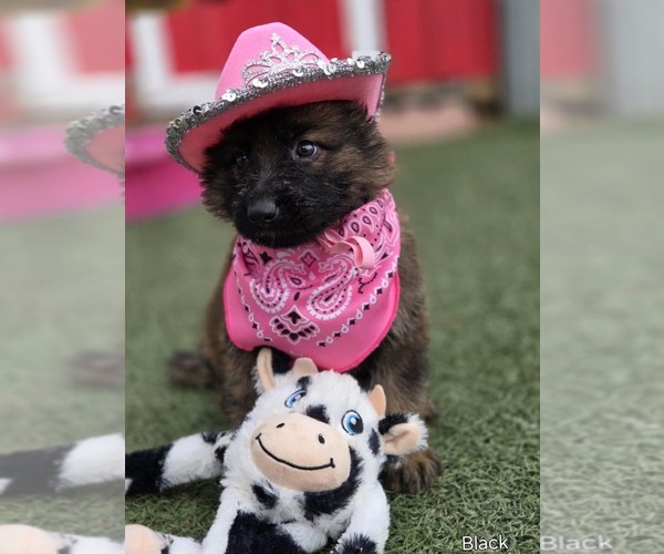 Medium Photo #1 German Shepherd Dog Puppy For Sale in JOHNSTOWN, CO, USA