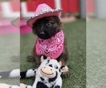 Small German Shepherd Dog