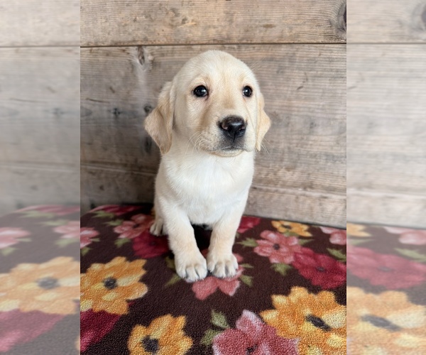 Medium Photo #4 Labrador Retriever Puppy For Sale in VERMONTVILLE, MI, USA
