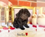 Small #3 Poodle (Toy)