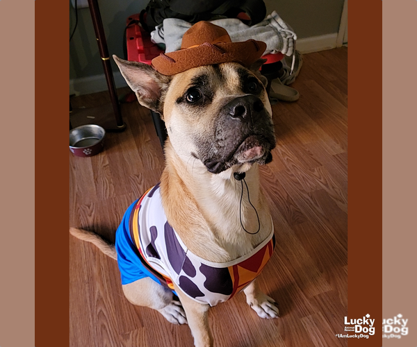 Medium Photo #5 Mutt Puppy For Sale in Washington, DC, USA