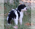 Small Photo #13 Miniature Bernedoodle Puppy For Sale in MARION CENTER, PA, USA