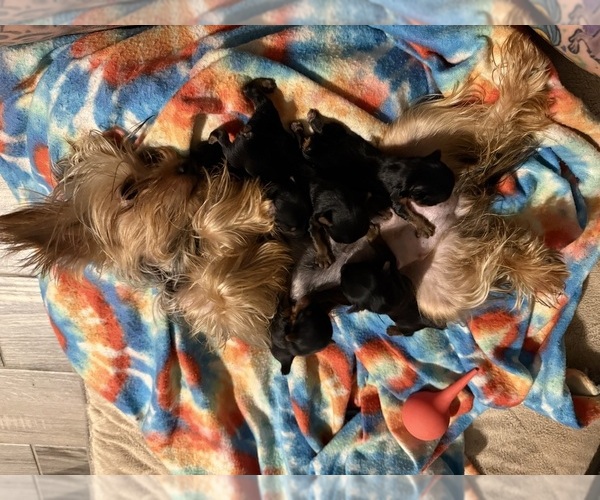 Medium Photo #1 Yorkshire Terrier Puppy For Sale in SARASOTA, FL, USA