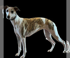 Mother of the Whippet puppies born on 09/26/2025