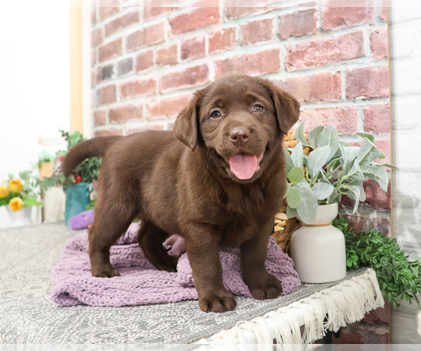 Medium Photo #2 Labrador Retriever Puppy For Sale in SYRACUSE, IN, USA