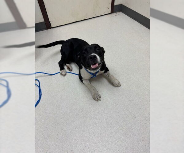 Medium Photo #2 Mutt Puppy For Sale in Canton, CT, USA