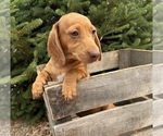 Small #2 Dachshund