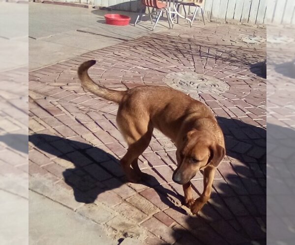 Medium Photo #3 Redbone Coonhound-Unknown Mix Puppy For Sale in Apple Valley, CA, USA