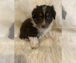 Australian Shepherd Puppy for sale in BEECH GROVE, IN, USA