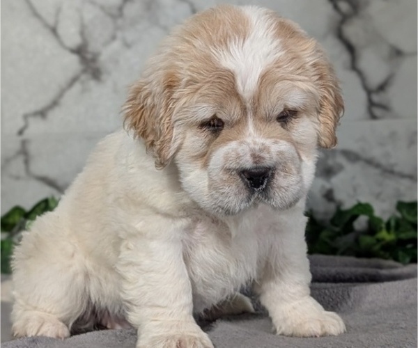 Medium Photo #7 Cocker-Pei Puppy For Sale in GOSHEN, IN, USA