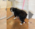 Small #2 Border Collie