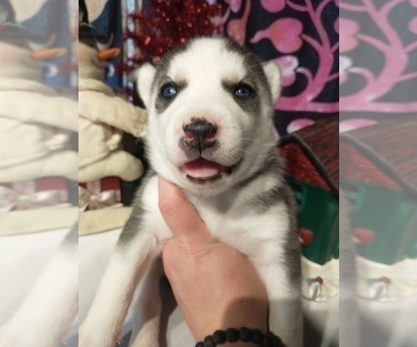 Medium Photo #31 Siberian Husky Puppy For Sale in DANBY, VT, USA