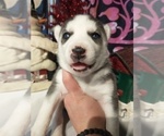 Small Photo #31 Siberian Husky Puppy For Sale in DANBY, VT, USA