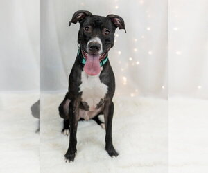 Prince - Male Labrador Retriever-Unknown Mix Dog for Adoption - Photo #12