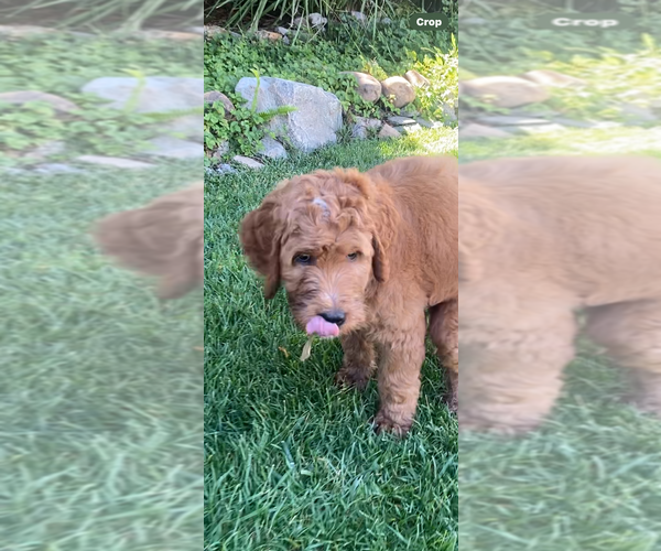 Medium Photo #2 Goldendoodle Puppy For Sale in BREA, CA, USA