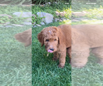 Small Photo #2 Goldendoodle Puppy For Sale in BREA, CA, USA