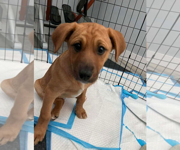 Medium Photo #3 Mutt Puppy For Sale in Candler, NC, USA