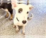 Small #2 Whippet Mix