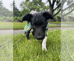 Small #6 Border Collie-Jack Russell Terrier Mix
