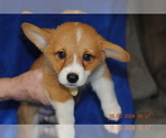 Small Photo #7 Pembroke Welsh Corgi Puppy For Sale in FALLS CITY, OR, USA