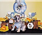Puppy Eastwood Chihuahua