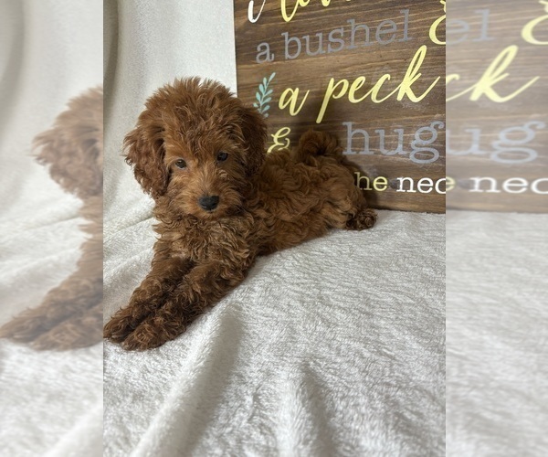 Medium Photo #3 Goldendoodle (Miniature) Puppy For Sale in GREENFIELD, IN, USA