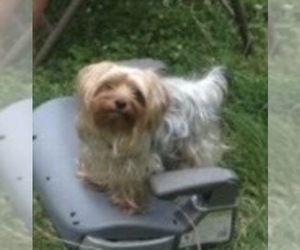 Father of the Yorkshire Terrier puppies born on 05/20/2026