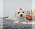 Small #1 Maltese