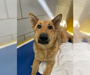 Mutt Dogs for adoption in NEWPORT NH, NH, USA