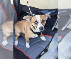 Pembroke Welsh Corgi-Unknown Mix Dogs for adoption in Visalia, CA, USA
