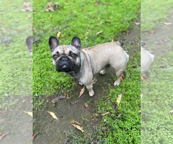 Medium Photo #1 French Bulldog Puppy For Sale in Fair Oaks, CA, USA