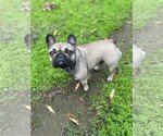 Small French Bulldog