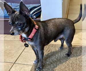 Chipin Dogs for adoption in Middlesex, VT, USA