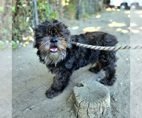 Medium Photo #1 Shih Tzu Puppy For Sale in Long Beach, CA, USA