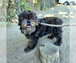 Small Shih Tzu