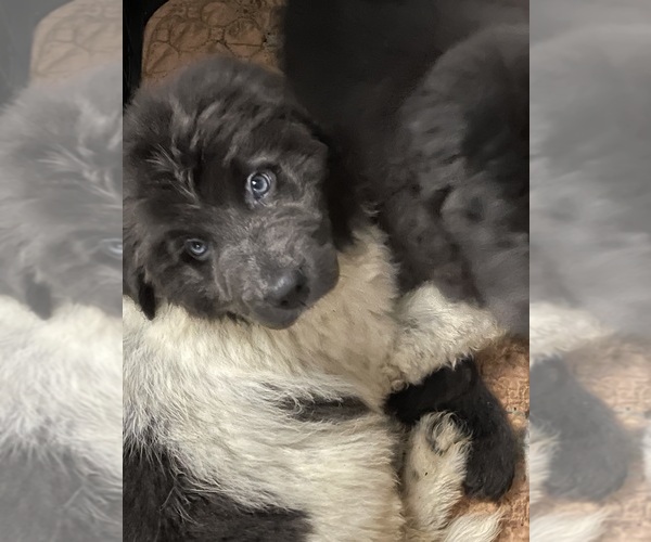 Medium Photo #18 Newfoundland Puppy For Sale in AURORA, IN, USA