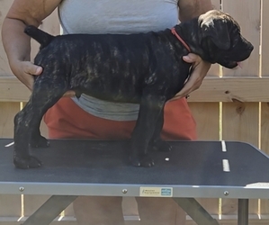 Cane Corso Puppy for sale in CAMBY, IN, USA