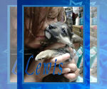Small Photo #11 Pembroke Welsh Corgi Puppy For Sale in LOGAN, NM, USA