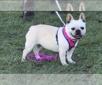 Small Photo #1 French Bulldog Puppy For Sale in MAYO, FL, USA
