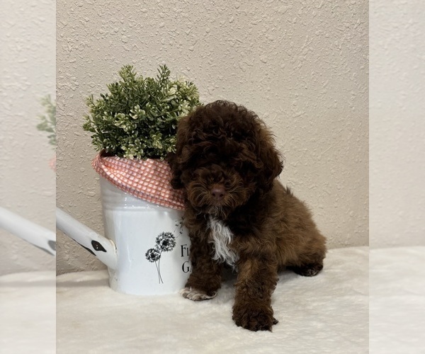 Medium Photo #4 Whoodle (Miniature) Puppy For Sale in DOSS, MO, USA