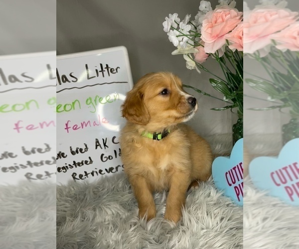 Medium Photo #1 Golden Retriever Puppy For Sale in ROCKFORD, MI, USA