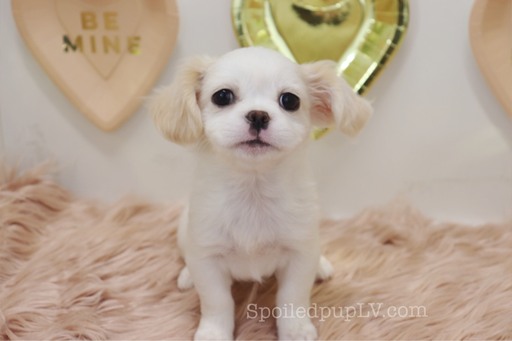 Medium Photo #5 Peke-A-Poo Puppy For Sale in LAS VEGAS, NV, USA