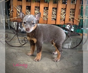 Australian Cattle Dog Puppy for sale in CAIRO, MO, USA